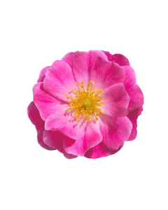 Rosa Canina